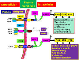 Frontiers | Molecular Signaling Mechanisms and Function of Natriuretic  Peptide Receptor-A in the Pathophysiology of Cardiovascular Homeostasis