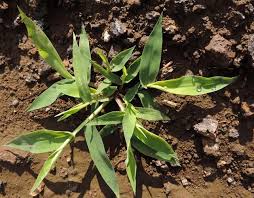 Image result for Urochloa reptans