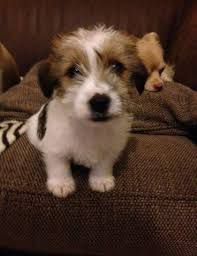 Maybe you would like to learn more about one of these? 18 Unreal Jack Russell Cross Breeds You Have To See To Believe
