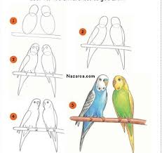 Kolay Papagan Resmi Nasil Cizilir Nazarca Com Drawing Lessons Cizimler Cizim