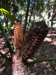 Image result for Synsepalum revolutum