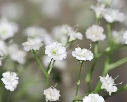 Gypsophila Care Planting Pruning