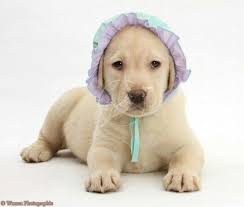 Yellow Labrador Puppy With Bonnet Http Desktop Fansshare Com Gallery Photos 10979381 Displaying