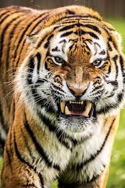 julia meyer juliameyerz7j grosse katzen wilde katzen wilde tiere