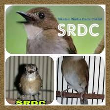 Burung bertubuh mungil ini memiliki suara kicauan yang merdu, ngeroll dan bervariasi mirip dengan suara burung tledekan gunung, maka tidak heran jika. Srdc Sahabat Kolibri Kolibri Ninja Pleci Gelatik Facebook
