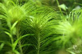 Image result for Eriocaulon maronderanum