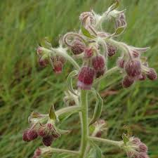 Image result for Blumea axillaris