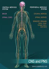 Image result for Peripheral Nervous System