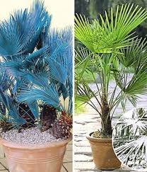 The frankfurt palmengarten is a public site, financed and implemented by the architect heinrich siesmayer. Winterharte Palmen Online Kaufen Bestellen Bei Baldur Garten