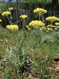 Image result for Helichrysum longiramum