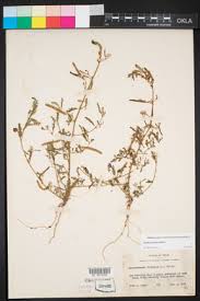 Image result for Aeschynomene nyassana