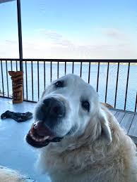 We did not find results for: Chief Brody The Golden Ratio Wiki Fandom