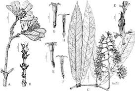 Image result for Gaertnera paniculata