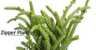 Check spelling or type a new query. Crassula Muscosa Care Growing Tips For The Watch Chain Plant