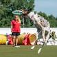 Ninja K9 Dog Show (All Ages)