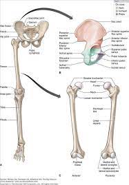 In the leg, the interosseous membrane extends between the tibia and the fibula, running along the crests of the bones. Pelvic And Thigh Bones Anatomy Bones Human Skeleton Anatomy Anatomy And Physiology