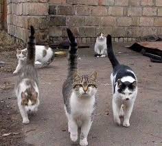 Cat And His Crew Funny Cat Fails Cat Memes Clean Funny Cats And Dogs