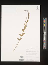 Image result for Maerua edulis