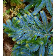 Image result for Selaginella auquieri