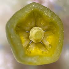 Image result for Tabernanthe elliptica