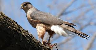 These birds are endemic to central america, venezuela, peru, trinidad, and southwestern united states. Cooper S Hawk Or Peregrine Falcon How You Can Tell