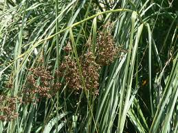 Image result for Cladium mariscus