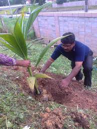 Ia merupakan kelapa hibrid yang dihasilkan daripada pendebungaan silang kelapa rendah malaya dan kelapa tagnanan. Pokok Kelapa Pandan Memyself Dr Anis