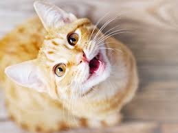 Monitor your pet's behavior carefully to discover if it has a favorite room or space in the house. Why Is My Cat Meowing Non Stop Kristen Levine Pet Living