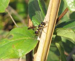 Image result for Enneapogon pretoriensis