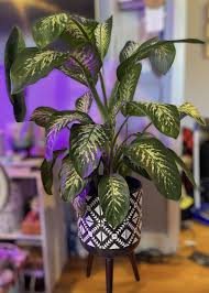 Image result for beautiful dieffenbachia