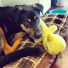 Create a comfortable space for the dog. 5 Reasons Your Dog Doesn T Want To Be Left At Home Peta