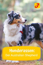 Rasseportrait Australian Shepherd Alles Zum Aussie In 2020 Hunde Australian Shepherd Hundeverhalten