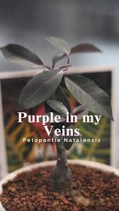 Image result for Blotiella natalensis