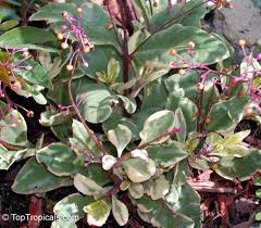 Image result for Talinum paniculatum