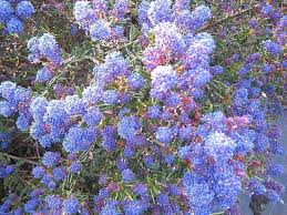 Check spelling or type a new query. Ceanothus Azureus Concha Architectural Plants