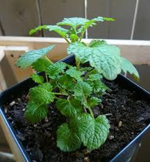 There are several different species of mint that you can grow indoor. How To Care For Mint Plants Dengarden