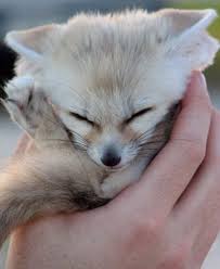 Baby Fox Animals Cute Animals Cute Baby Animals