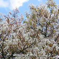We did not find results for: Amelanchier June Berry How To Plant Grow And Care For Trees