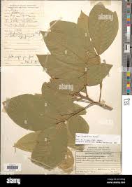 Image result for Kotschya strigosa