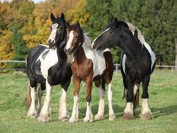 Why Do Horses Sleep Standing Up Britannica