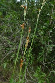 Image result for Rhynchospora brownii