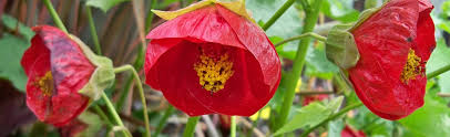 Image result for Abutilon austro-africanum