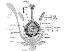 Qbars V29n1 Helpful Hints For Harassed Hybridists Biology Plants Planting Flowers Botany