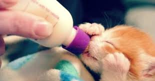 Pertimbangkan kebaikan dan keburukan makanan kucing royal canin dan dapatkan maklum balas. Makanan Anak Kucing Umur 1 Bulan Yang Menyehatkan Hobinatang