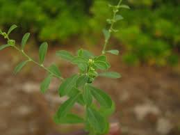 Image result for Phyllanthus maderaspatensis