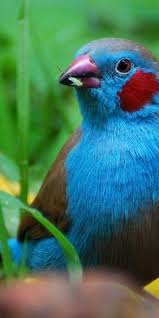 Brown Bird With Red Cheeks Pin On I Love Birds