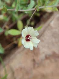 Image result for Xenostegia tridentata