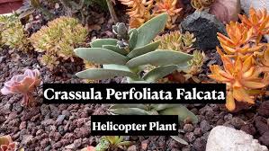 Image result for Crassula perfoliata