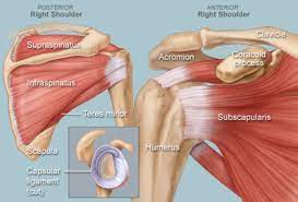 46 suggest some of the phases of the cooperative movements of all the shoulder. Shoulder Human Anatomy Image Function Parts And More