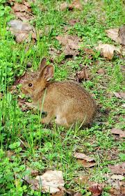 We did not find results for: Baby Snowshoe Hare Photograph By Sandra Updyke